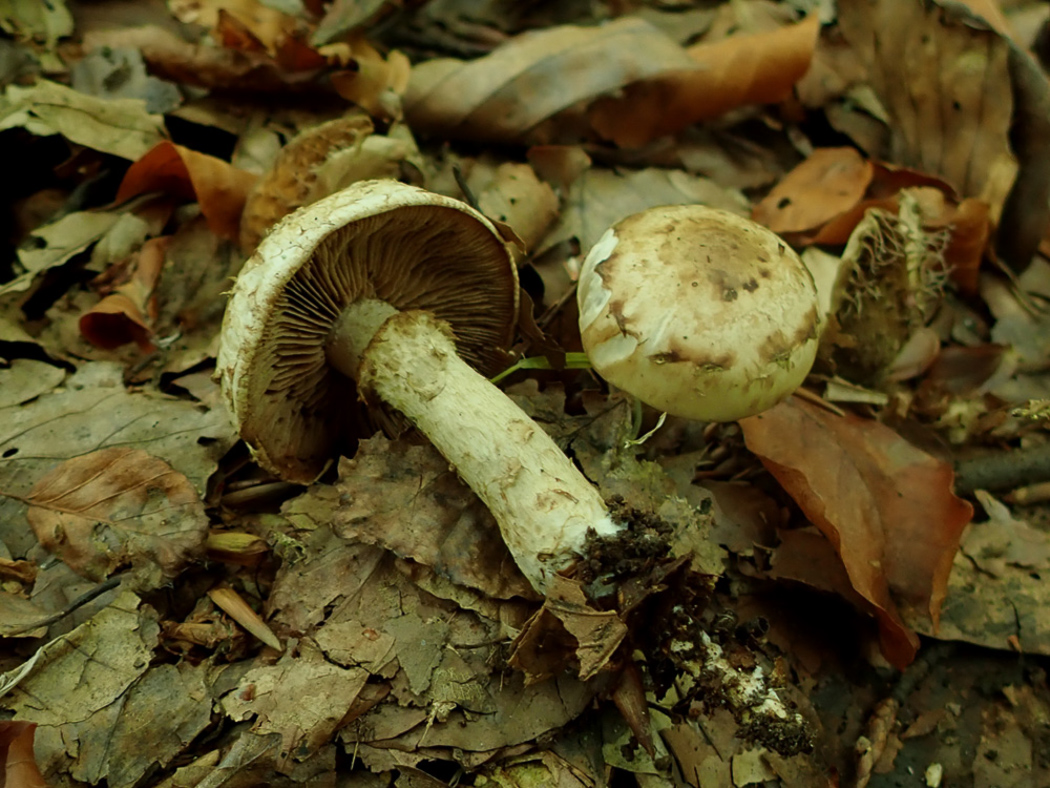 Photo © Penny Cullington Hebeloma radicosum by Penny Cullington